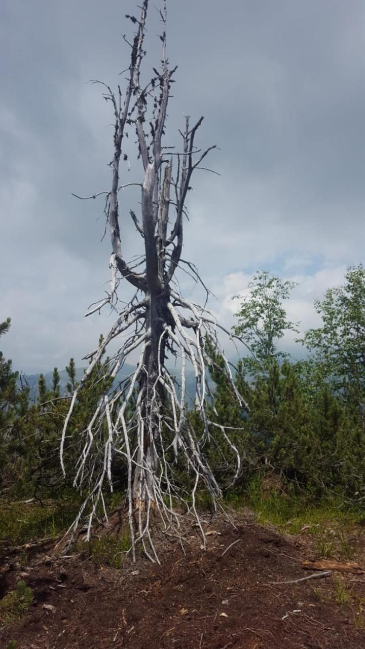 Hotel Garni Al Nardis Carisolo Dış mekan fotoğraf